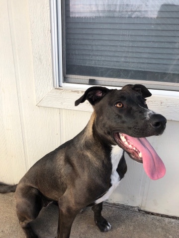 Flat-Coated Retriever – Retriever Pitbull mix