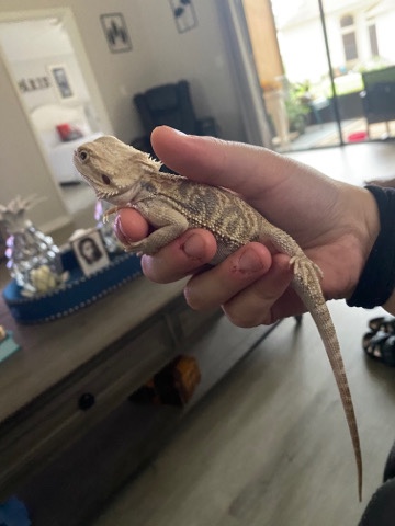 Any – bearded dragon, comes with everything