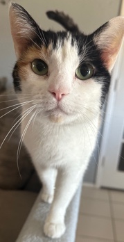 cat
