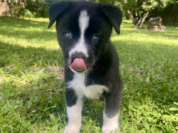 Australian Shepherd – Boots