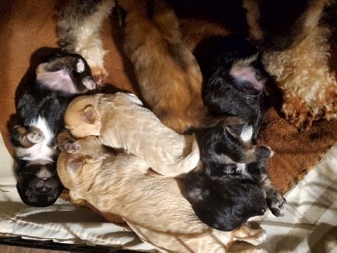 Maltipoo – maltipoo puppies – Ladson