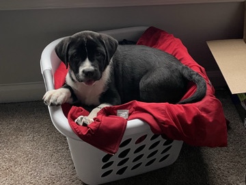 Great Pyrenees/ American bully