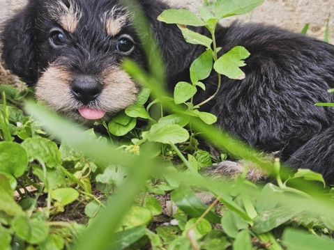 Dachshund – 7 Week Old Puppy – Houston