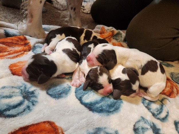 springer spaniel puppies