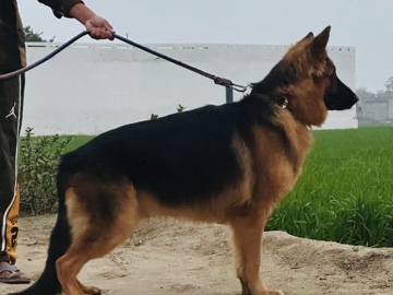 German Shepherd – german sheppard