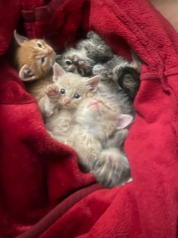 kittens