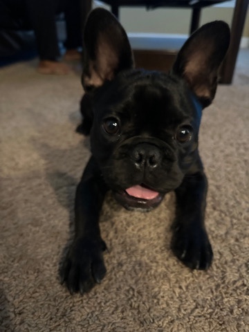 French Bulldog β rehoming pure breed French bulldog