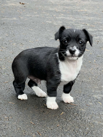 Chihuahua – chi-poo puppy