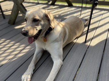Labrador Retriever – Loving Lab Allie – Huntingtown