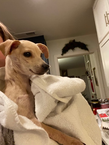 Chihuahua – Female Chihuahua