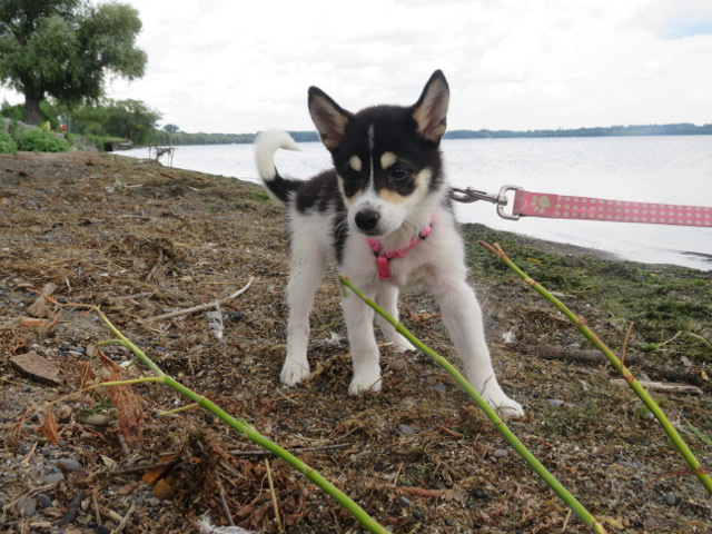 Shiba Inu – Shiba Mix
