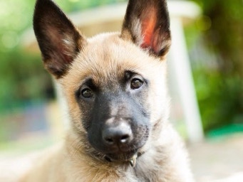 Belgian Shepherd Dog (Malinois) – belgian malinois