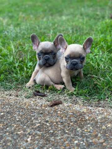 French Bulldog – 2 baby boy Frenchies