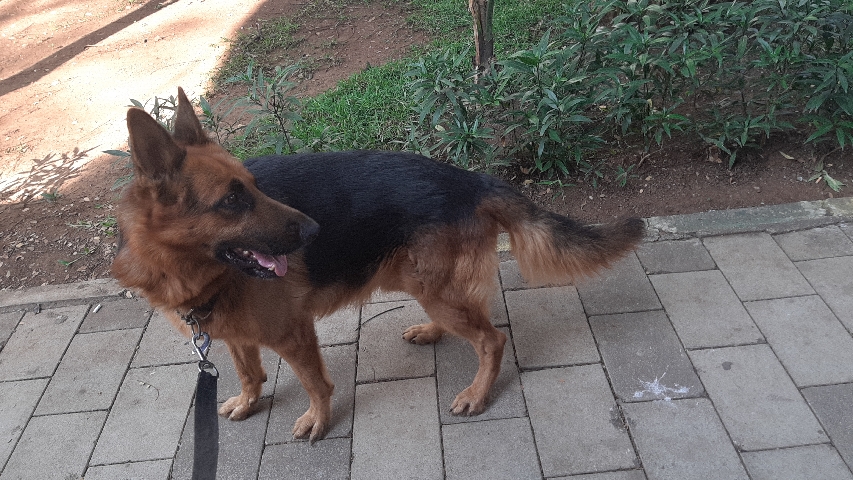 German Shepherd – German shepherd adult male tan colour