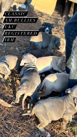 American Bulldog – UKC Registered American Bullies