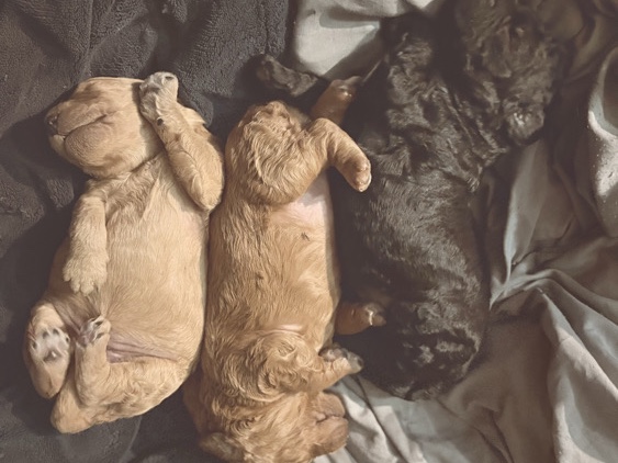 Goldendoodle – Standard Golden doodle puppies – Lithia Springs