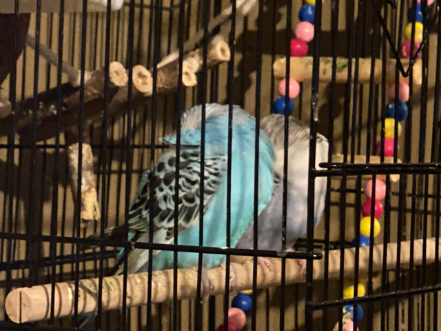 Budgerigar – Pair of budgies/parakeets