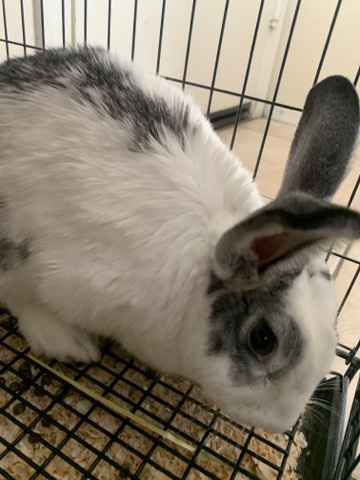 Harlequin – Longear bunny