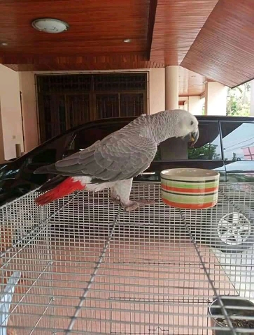 African grey parrots for adoption 