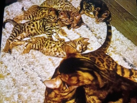 Bengal – Stunning Bengal Kitten – 12 Weeks Old – Chicago – Gary