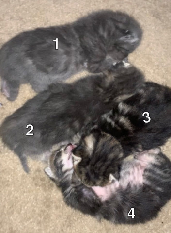American Shorthair – 6 week old kittens