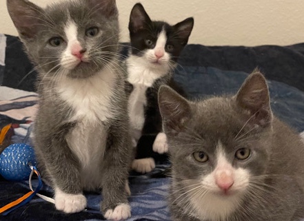 3 month old kittens