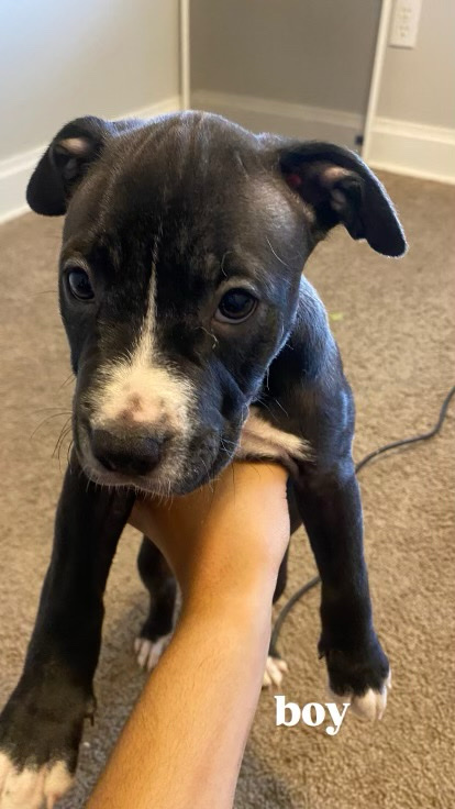 American Bulldog – Boy Pocket Bully