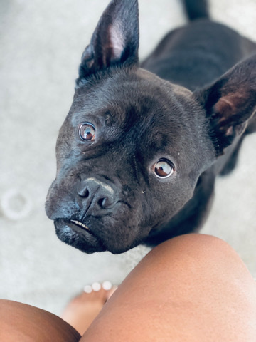 American Bulldog – I Need a New Home