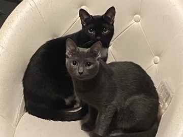 Friendly 10-Month-Old female twin cats for Sale in Bronx, NY – New York