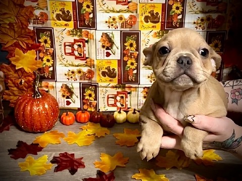 French Bulldog – Azriel – Anna