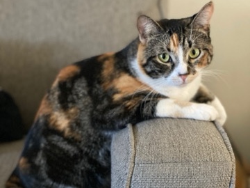 Senior Cat for Adoption in Orange – Orange