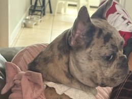 French Bulldog – French bulldog – Kearny