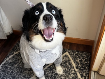 Miniature Australian Shepherd – Mini Aussie