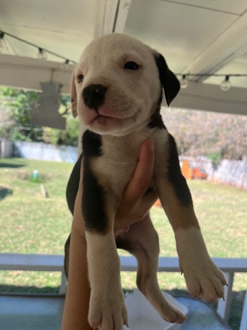 pitbull puppies