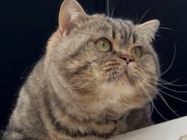 British Shorthair – 🐾 Britisch Kurzhaar Kater sucht ruhiges, liebevolles Zuhause 🐾 – Bad Saulgau