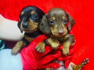  Miniature dachshund