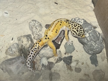  Free Leopard Gecko 