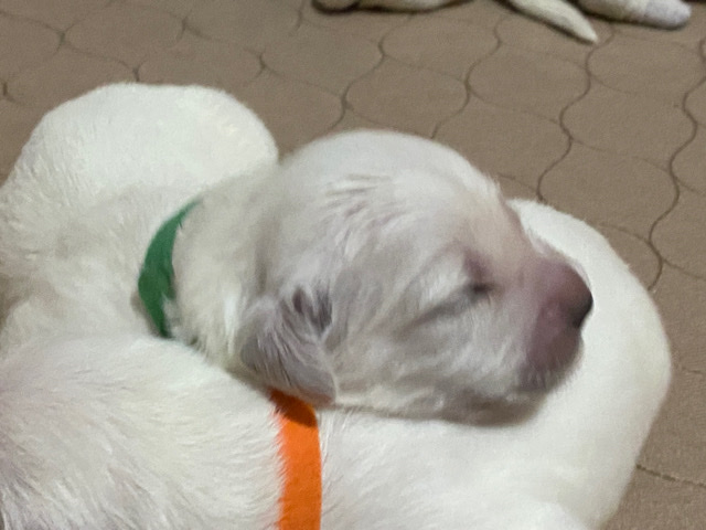 Golden Retriever – Golden Retriever - Mr. Green