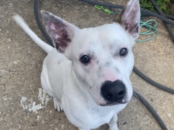 Australian Cattle Dog – Rehome Dog – Middle River