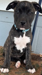 American Pit Bull Terrier – sell