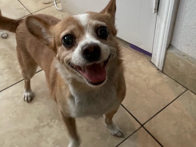 Chihuahua – Needs a loving new home – Las Vegas