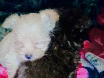 Mixed Breed – Toy Yorkipoo pups – Fresno