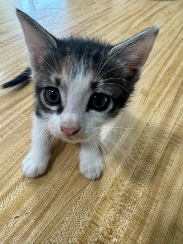 New kitten