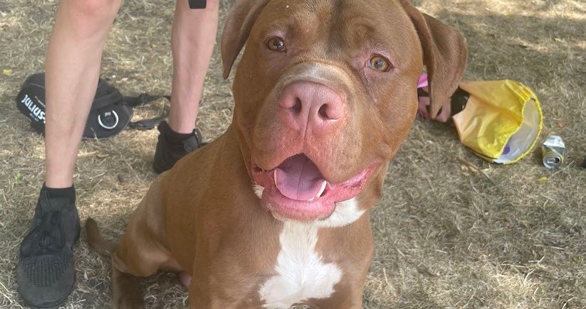 American Bulldog – Xl American bully