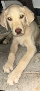 Labrador Husky – low price dog