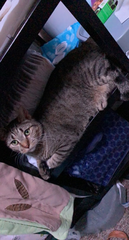 American Shorthair – Rajah