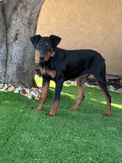 Doberman Pinscher – Doberman female 1 left