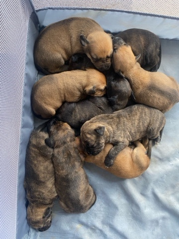 Bullmastiff – mastiff  puppies  for sale