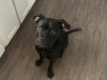 American Pit Bull Terrier – American Pit Bull Terrier – Female, 1 Year Old in Los Angeles – Los Angeles