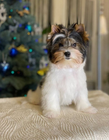 Yorkshire Terrier – Biewer yorkshire terrier, 2 puppies